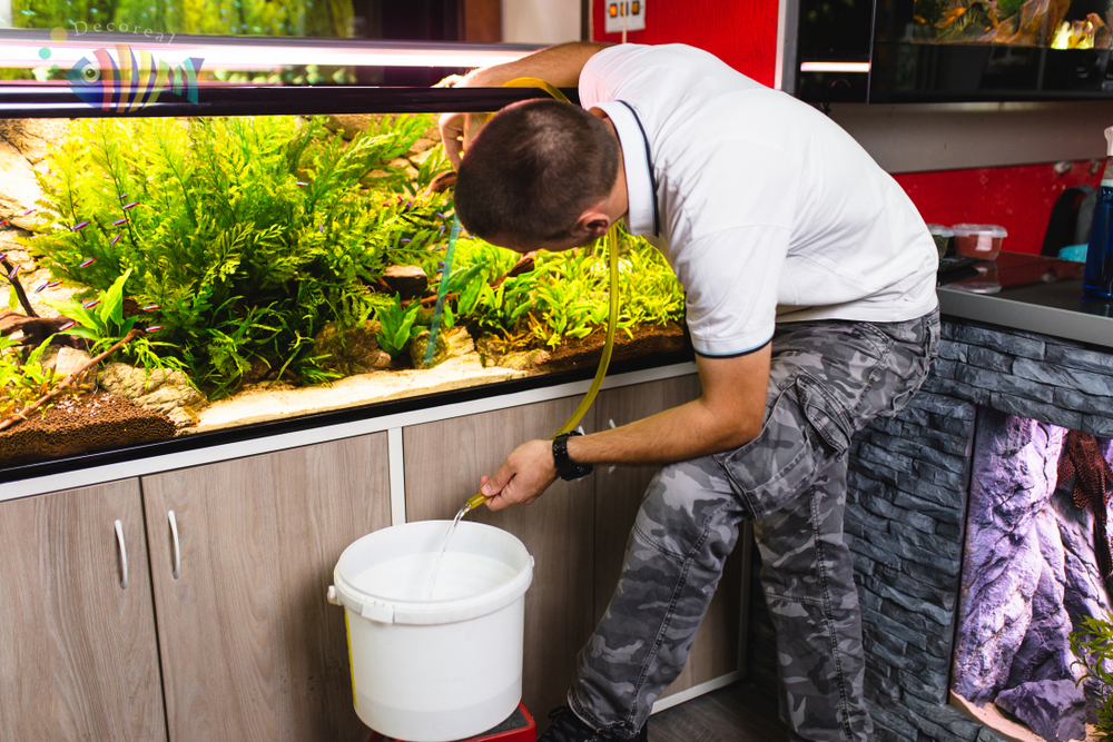 Role of Aquarium Services