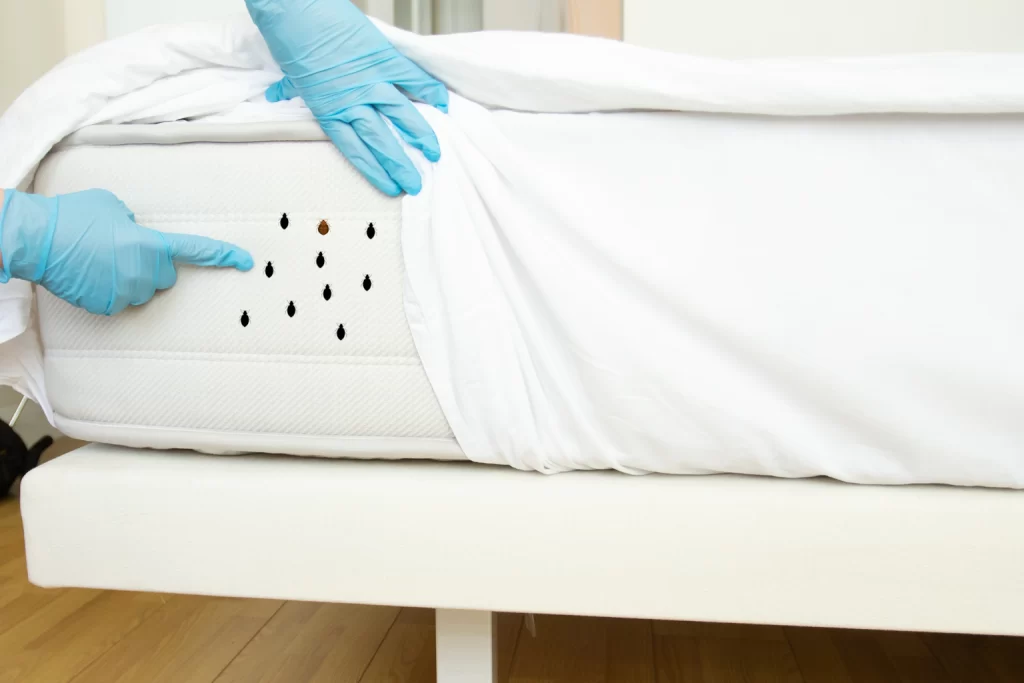 Eliminate Bed Bugs