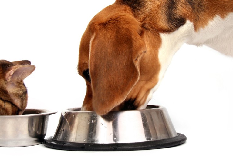 Pet Food Reviews